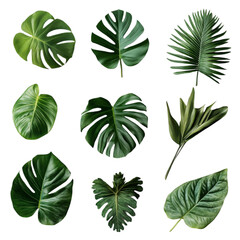 Obraz premium Tropical Green Leaves Abstract Art Nature Design