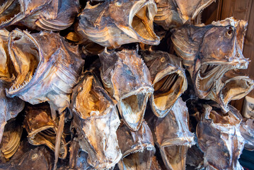Dried Cod Heads in Lofoten - Norway