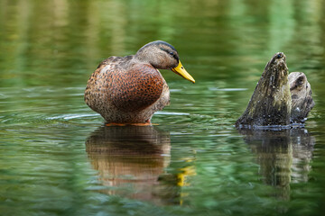 緑の綺麗な森で日が差し込む湖畔、黄色い嘴のカモが湖面でくつろいでる姿。カモはちょっと左側で小さい丸い目で右側を見て居る横顔、近くには立ち枯れの木と湖面には映り込みとグリーン色のグラデーションの横構図です。
