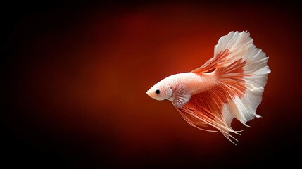 Fototapeta premium Graceful Betta Fish Swimming in Thai-Inspired Background Underwater Scene Vibrant Colors for Nature Lovers