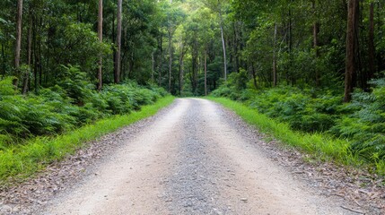 Fototapeta premium Dirt road through lush green forest; nature trail; scenic background; travel photography
