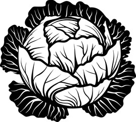 Black and White Vector Illustration Delicious Cabbage Vegetables