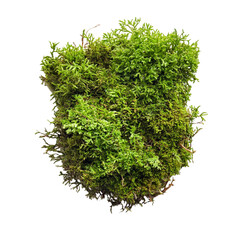 Obraz premium Lush Green Moss Closeup Nature Texture