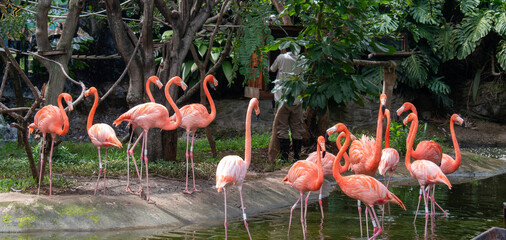 El flamenco común (Phoenicopterus roseus)2​ es una especie de ave phoenicopteriforme de la familia Phoenicopteridae que vive en los humedales de África, el sur de Europa y el sudoeste de Asia (hasta l