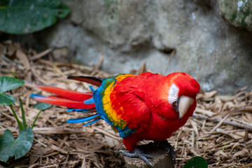 Los guacamayos son loros grandes que miden de 46 a 51 cm de largo y pesan de 285 a 287 en el maracaná grande y de 90 a 95 cm y 1.708 g en el guacamayo aliverde. © Wilmerfotografia