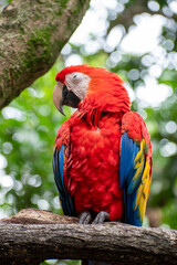 Los guacamayos son loros grandes que miden de 46 a 51 cm de largo y pesan de 285 a 287 en el maracaná grande y de 90 a 95 cm y 1.708 g en el guacamayo aliverde.