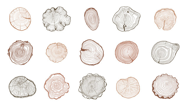 Tree rings. Wooden log trunk slices with annual growth circles, rough timber stump sections with organic texture flat style. Vector isolated set