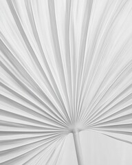 Monochrome close-up of palm leaf texture, black and white editorial content for branding, social media, Instagram, websites, and content marketing