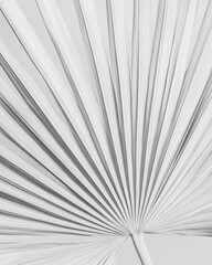 Minimalist black and white palm leaf close-up, editorial content for branding, social media, Instagram, websites, and content marketing