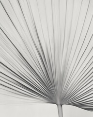 Monochrome close-up of palm leaf texture, black and white editorial content for branding, social media, Instagram, websites, and content marketing