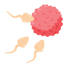 Active sperm cells swim to the egg