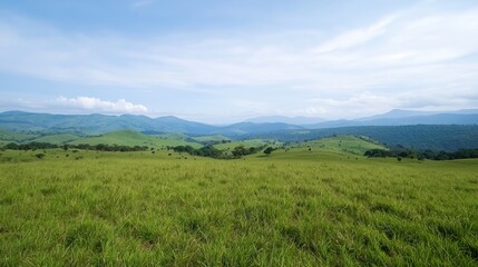 Fototapeta premium Serene Grassland Landscape