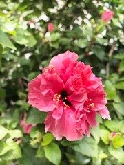 Fototapeta premium Double chinese pink Hibiscus royalty. close up pink flower. individual closeup to a blooming flower.