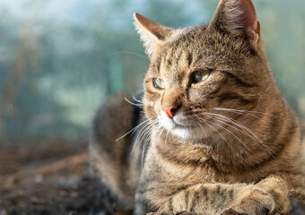 Cat portrait with grey background and green eyes