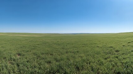 Obraz premium Vast green meadow under a clear blue sky, empty space for text in the horizon