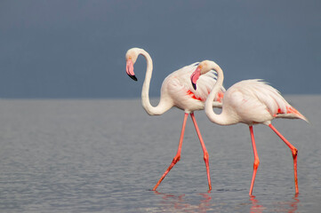 Wild african birds. Two Great african flamingos  walking around the blue lagoon against bright sky