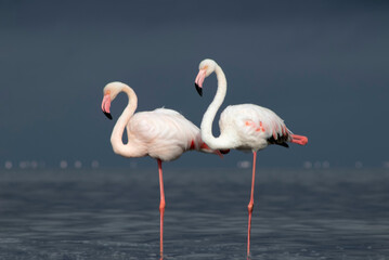 Wild african birds. Two Great african flamingos  walking around the blue lagoon against bright sky