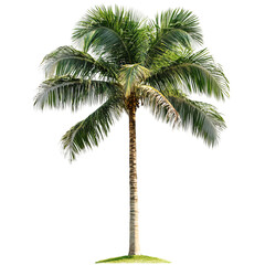 Palm tree isolated on transparent background