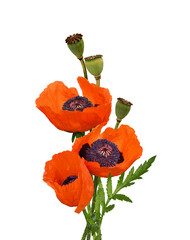 Three red flowers of poppy in a small bouquet isolated on white or transparent background