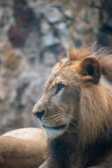 Fototapeta premium El león (Panthera leo) es un mamífero carnívoro de la familia de los félidos y una de las cinco especies del género Panthera. Los leones salvajes viven en poblaciones cada vez más dispersas 
