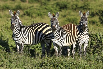 Naklejka premium Portrait of Bactrian camel in a zoo. Hairy brown funny camel with open mouth outdoor close-up. Beautiful simple AI generated image
