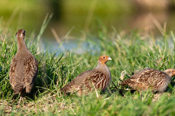 Perdrix grise,.Perdix perdix, Grey Partridge