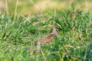 Perdrix grise,.Perdix perdix, Grey Partridge