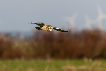 Hibou des marais, Hibou brachyote, Asio flammeus, Short eared Owl, region Pays de Loire; marais Breton; 85, Vendée, Loire Atlantique, France