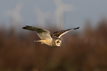 Hibou des marais, Hibou brachyote, Asio flammeus, Short eared Owl, region Pays de Loire; marais Breton; 85, Vendée, Loire Atlantique, France