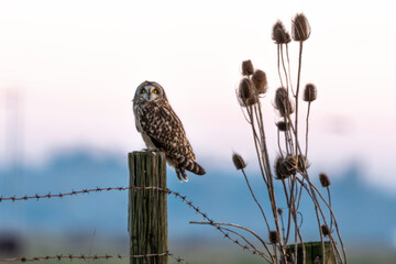 Hibou des marais, Hibou brachyote, Asio flammeus, Short eared Owl, region Pays de Loire; marais Breton; 85, Vendée, Loire Atlantique, France