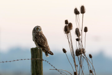 Hibou des marais, Hibou brachyote, Asio flammeus, Short eared Owl, region Pays de Loire; marais Breton; 85, Vendée, Loire Atlantique, France