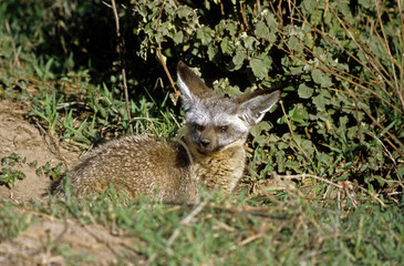 Otocyon, Otocyon megalis, Parc national du Serengeti, Tanzanie