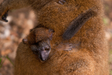 Lémur à collier roux, jeune, Eulemur collaris, Madagascar