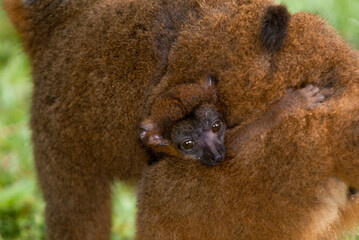Lémur à collier roux, jeune, Eulemur collaris, Madagascar
