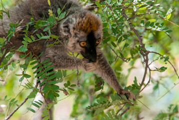 Lémur à Front Roux, Lémurien, Eulemur rufifrons, Madagascar