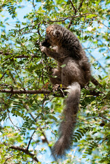 Lémur à Front Roux, Lémurien, Eulemur rufifrons, Madagascar