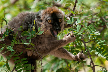Lémur à Front Roux, Lémurien, Eulemur rufifrons, Madagascar