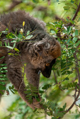 Lémur à Front Roux, Lémurien, Eulemur rufifrons, Madagascar