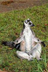 Lémurien, Lémur catta, Lemur catta, Madagascar