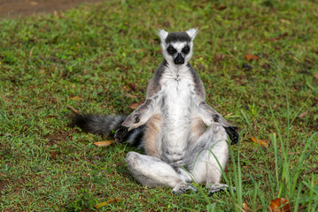 Fototapeta premium Lémurien, Lémur catta, Lemur catta, Madagascar
