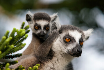 Obraz premium Lémurien, Lémur catta, femelle et jeune, Lemur catta, Madagascar