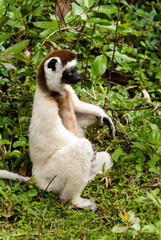 Propithèque de Verreaux, Lémurien, Propithecus verreauxi, Madagascar