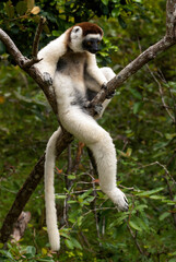 Propithèque de Verreaux, Lémurien, Propithecus verreauxi, Madagascar