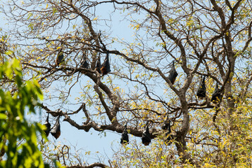Roussette de Madagascar, chauve sourie, Rousettus madagascariensis, Madagascar