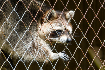 Waschbär beim Versuch ein Gitter zu überwinden