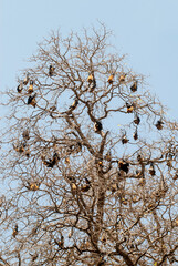 Roussette de Madagascar, chauve sourie, Rousettus madagascariensis, Madagascar
