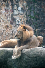 Obraz premium El león (Panthera leo) es un mamífero carnívoro de la familia de los félidos y una de las cinco especies del género Panthera. Los leones salvajes viven en poblaciones cada vez más dispersas 