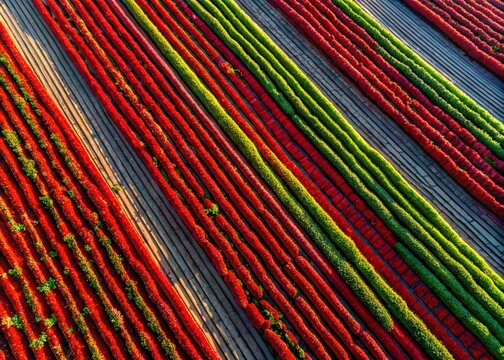 Aerial Chilli Pepper Field Pattern - Vibrant Drone Shot