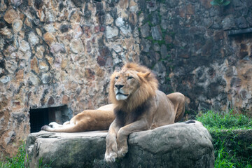 Naklejka premium El león (Panthera leo) es un mamífero carnívoro de la familia de los félidos y una de las cinco especies del género Panthera. Los leones salvajes viven en poblaciones cada vez más dispersas 