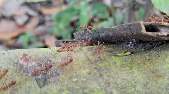 The red ant colony is active macro a close up
